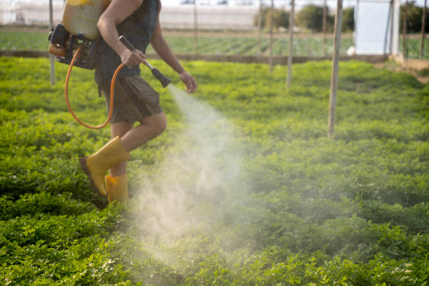 Best Wasp Removal Services  in Cresco, IA